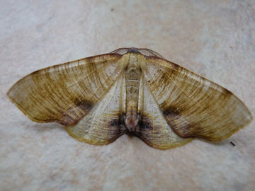 Plagodis dolabraria 