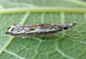 Platytes alpinella 