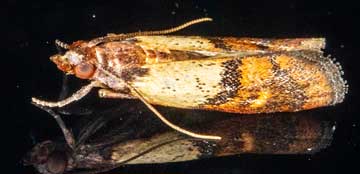 Plodia interpunctella 