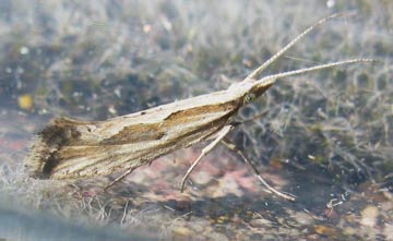 Plutella porrectella 