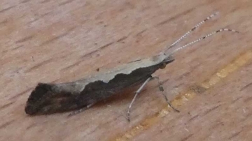 Plutella xylostella 