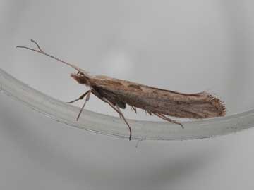 Plutella xylostella 