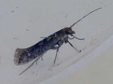 Plutella xylostella 