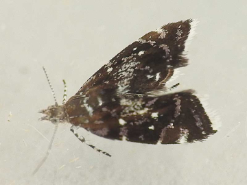 Prochoreutis myllerana 