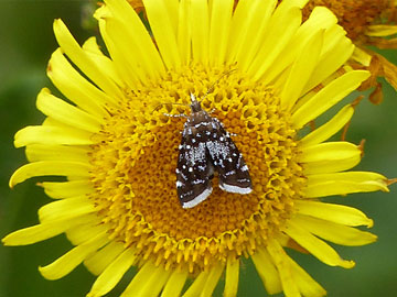 Prochoreutis myllerana 
