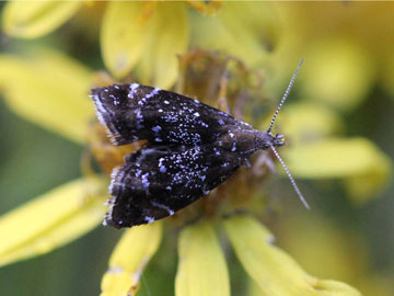 Prochoreutis sehestediana 