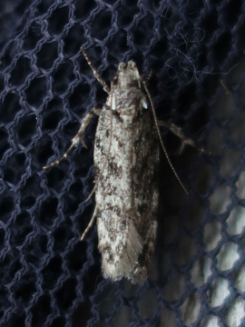 Psoricoptera gibbosella 