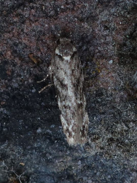 Psoricoptera gibbosella 