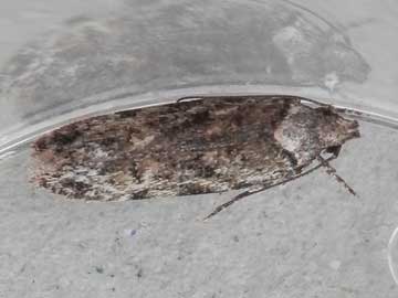 Psoricoptera gibbosella 