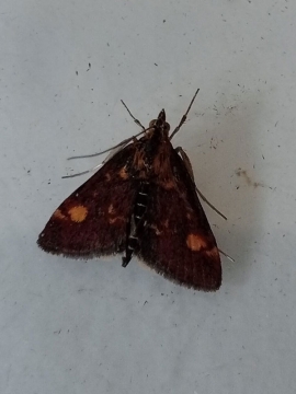 Pyrausta aurata 