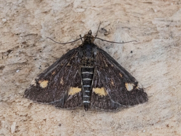 Pyrausta aurata 