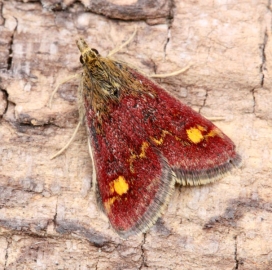 Pyrausta aurata 
