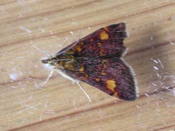 Pyrausta aurata 