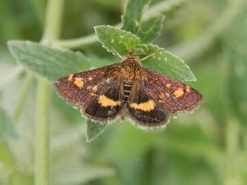 Pyrausta aurata 
