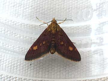 Pyrausta aurata 