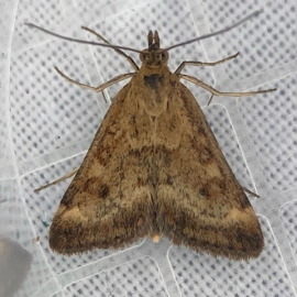Pyrausta despicata 