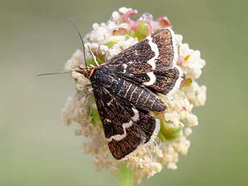 Pyrausta nigrata 