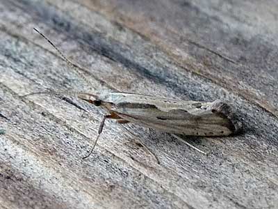 Plutella porrectella 