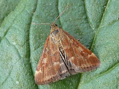 Pyrausta despicata 