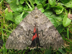 Catocala nupta 