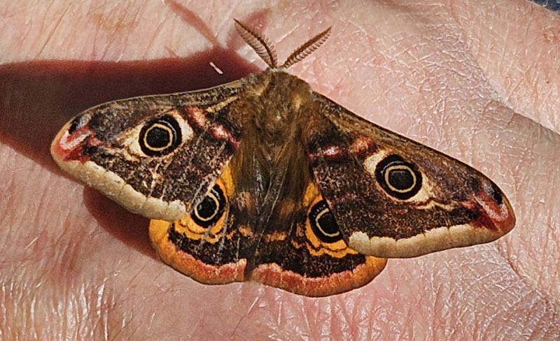 Saturnia pavonia 