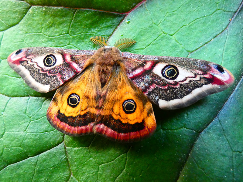 Saturnia pavonia 