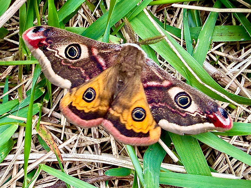 Saturnia pavonia 