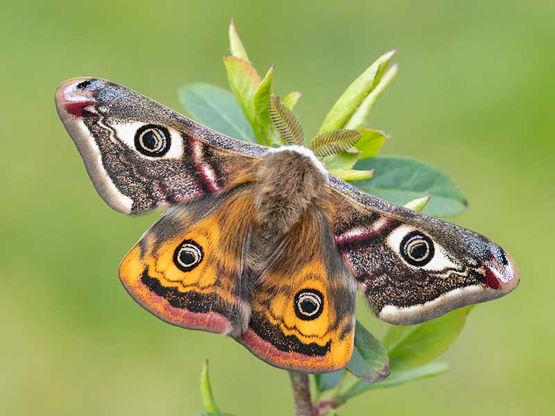 Saturnia pavonia 