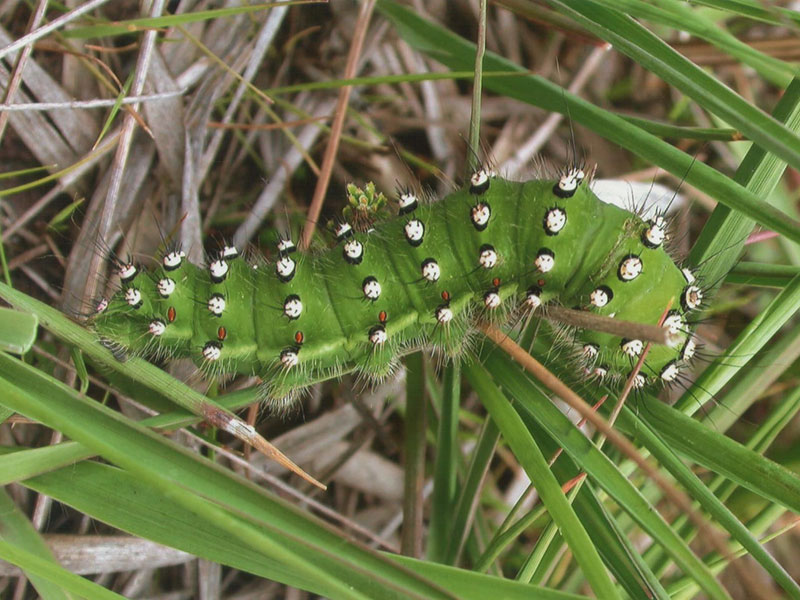 Saturnia pavonia 