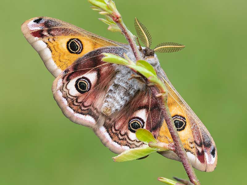 Saturnia pavonia 