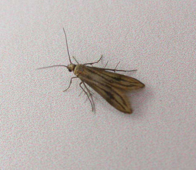 Schreckensteinia festaliella 