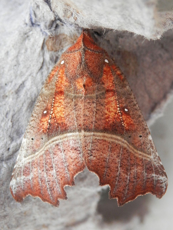 Scoliopteryx libatrix 