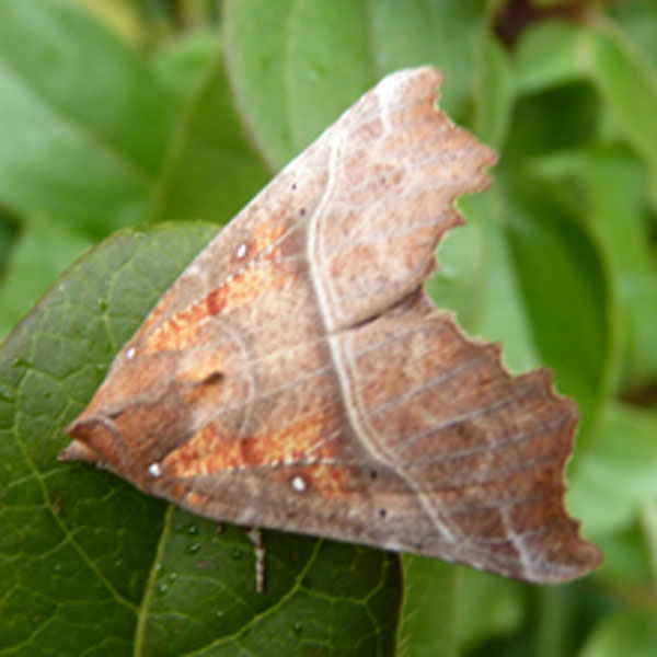 Scoliopteryx libatrix 