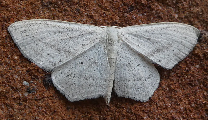 Scopula emutaria 