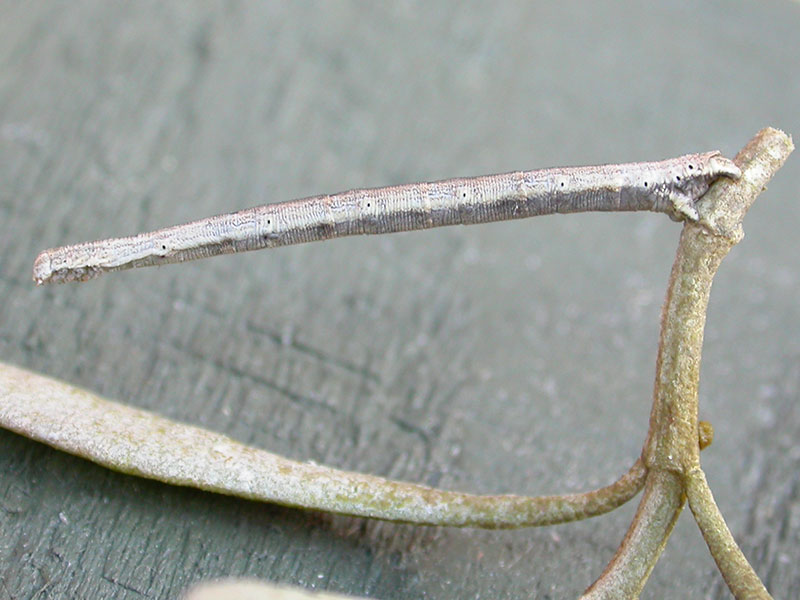 Scopula emutaria 
