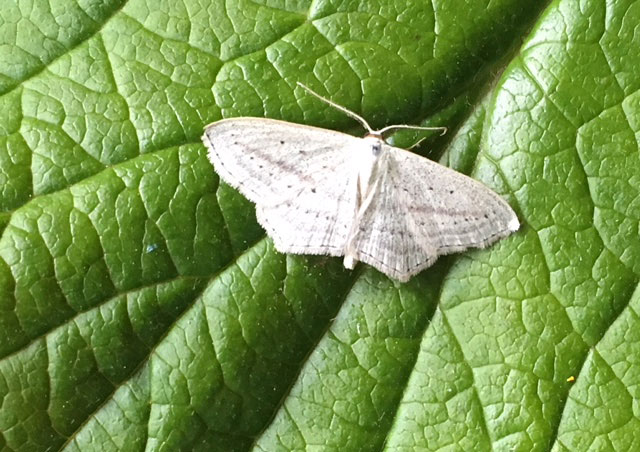 Scopula emutaria 