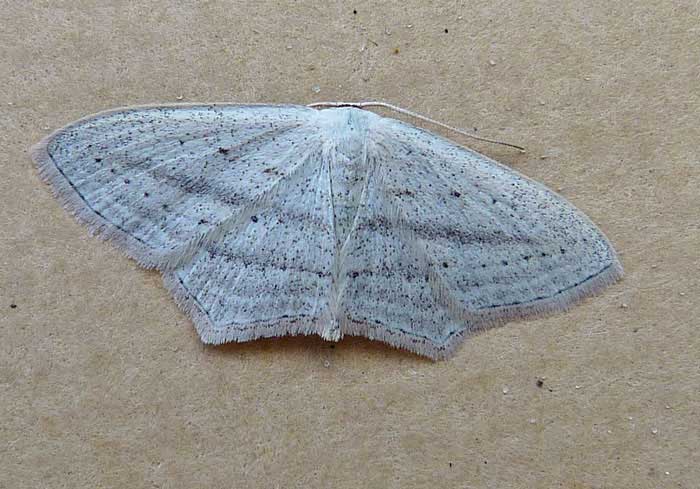 Scopula emutaria 