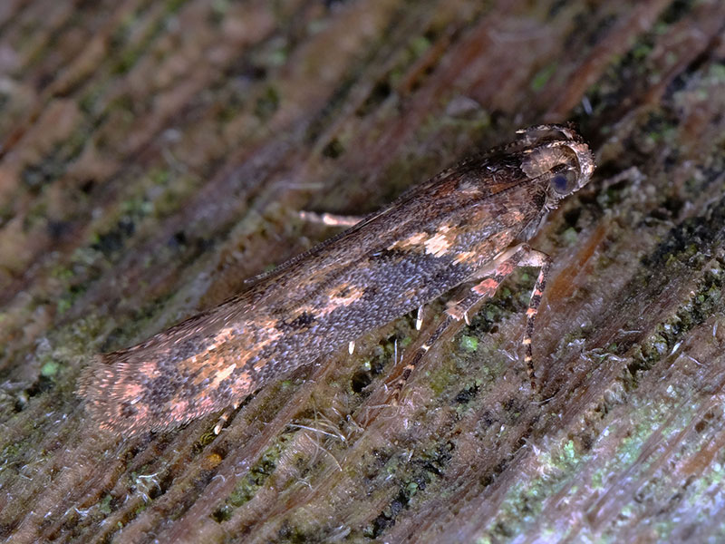 Scrobipalpa costella 