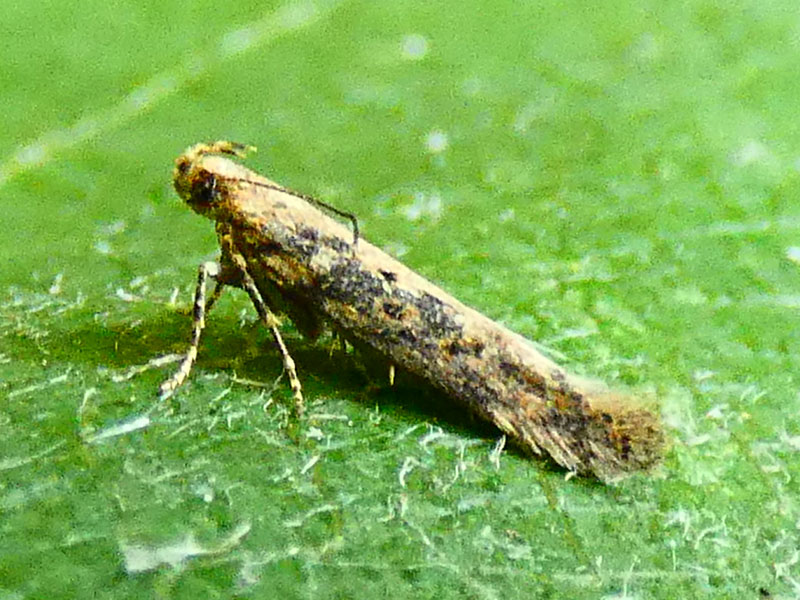 Scrobipalpa ocellatella 