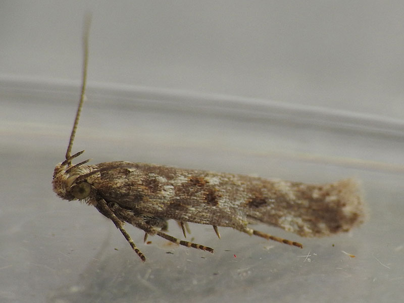 Scrobipalpa salicorniae 