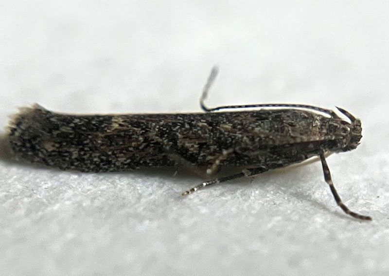 Scrobipalpa atriplicella 
