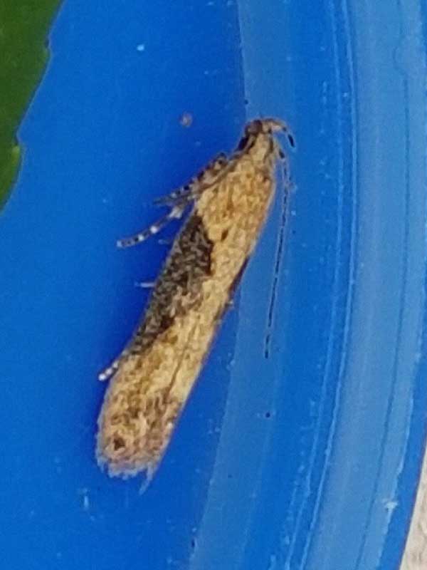 Scrobipalpa costella 