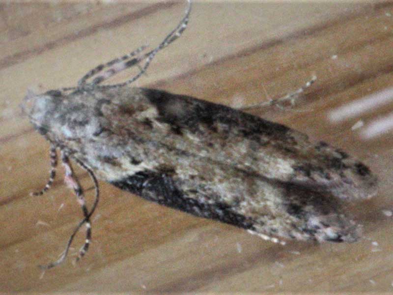 Scrobipalpa costella 