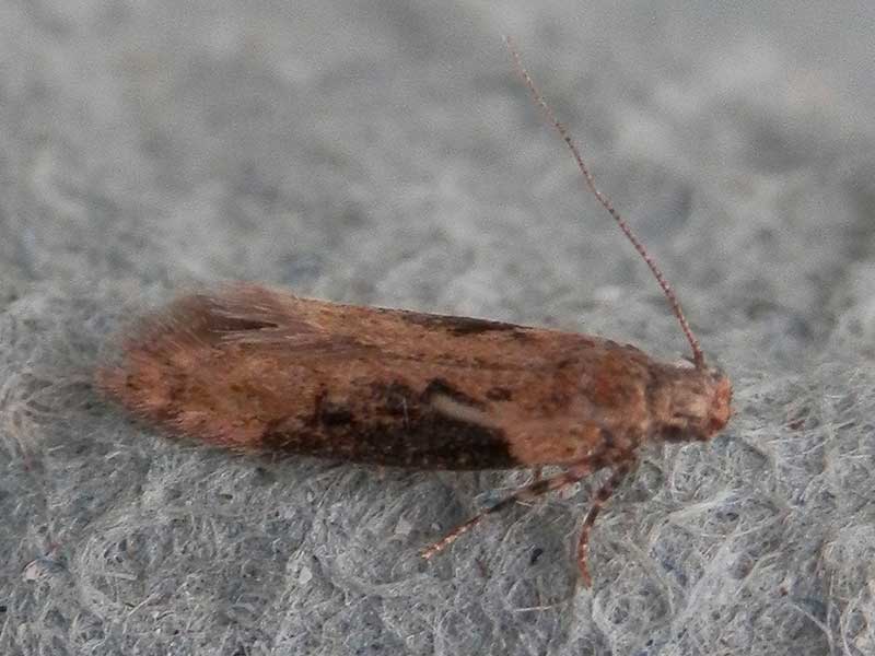 Scrobipalpa costella 