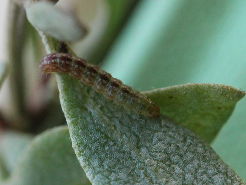 Scrobipalpa nitentella 