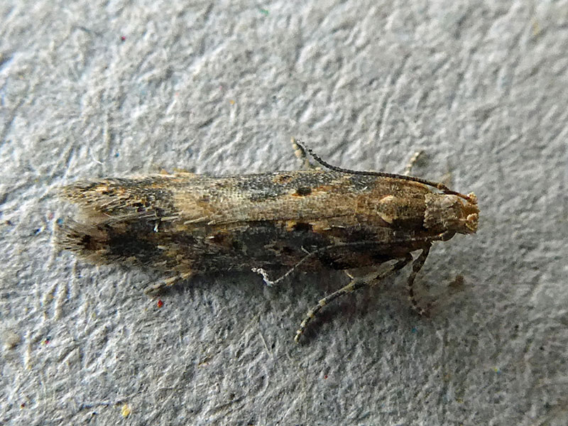 Scrobipalpa ocellatella 