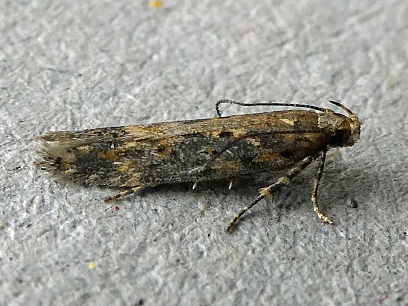 Scrobipalpa ocellatella 