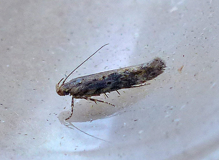 Scrobipalpa ocellatella 