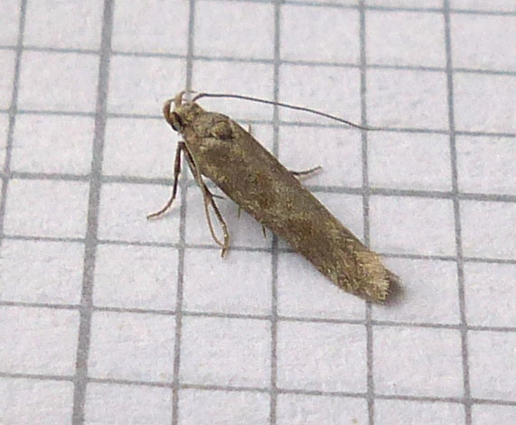 Scrobipalpa salicorniae 