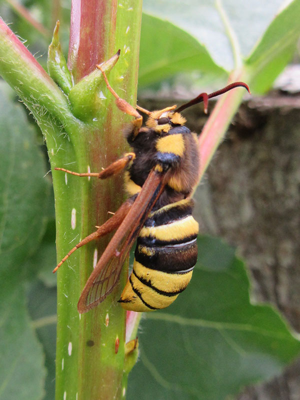 Sesia apiformis 